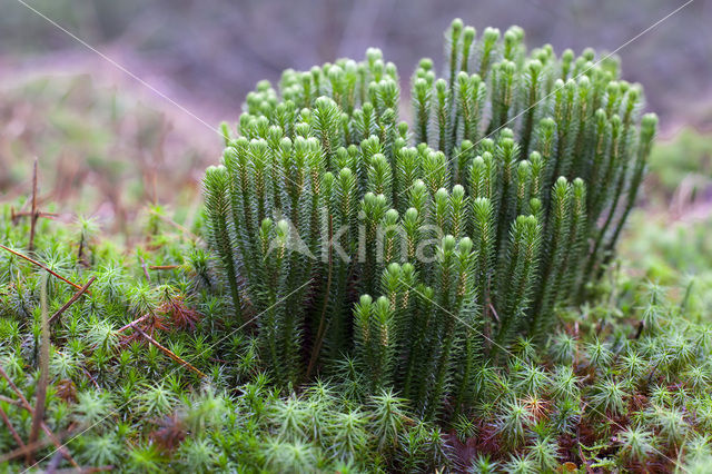 Fir Clubmoss (Huperzia selago)