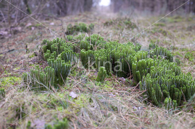 Fir Clubmoss (Huperzia selago)