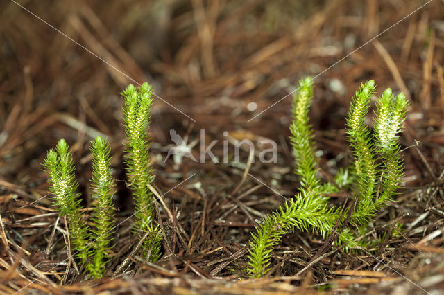 Fir Clubmoss (Huperzia selago)