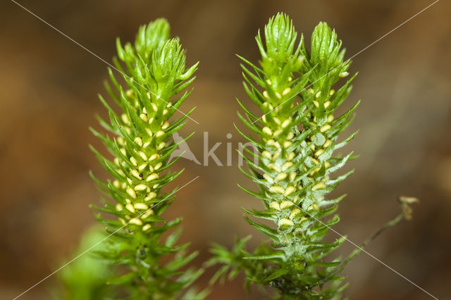 Fir Clubmoss (Huperzia selago)