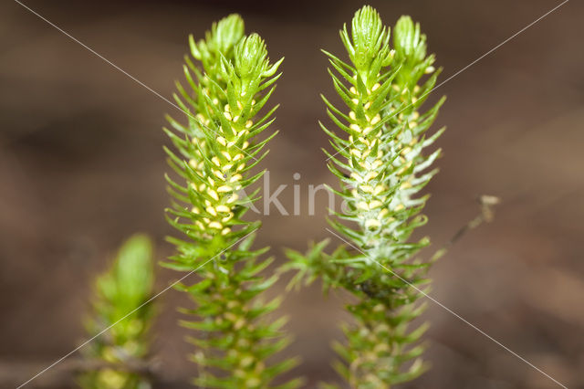 Fir Clubmoss (Huperzia selago)