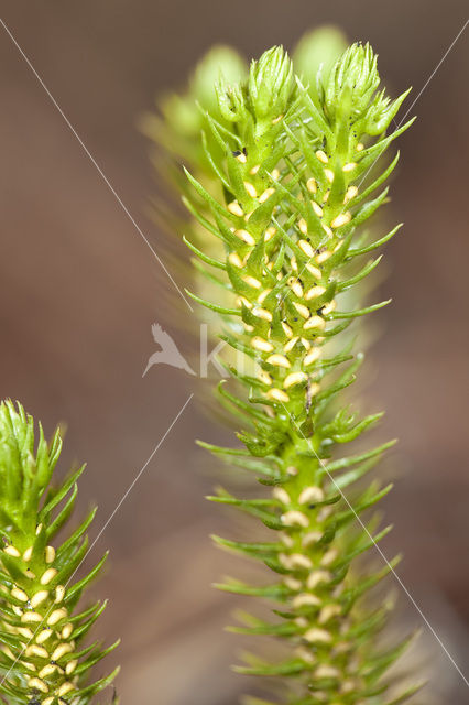 Fir Clubmoss (Huperzia selago)