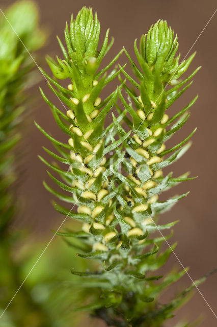 Fir Clubmoss (Huperzia selago)