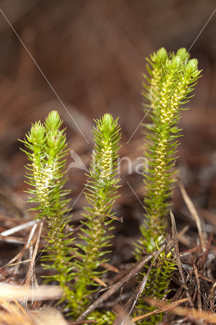 Fir Clubmoss (Huperzia selago)