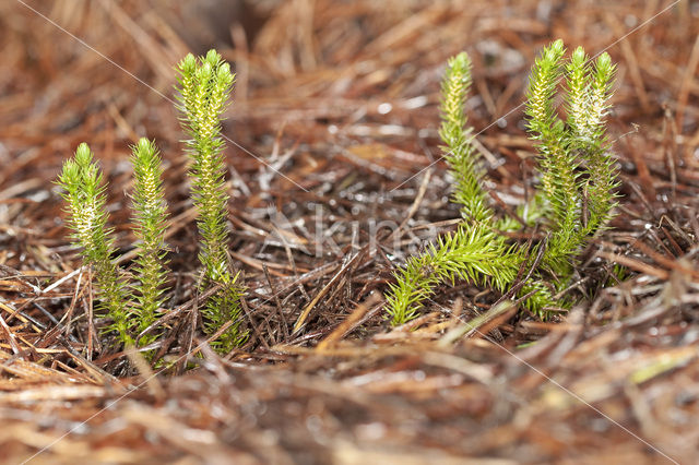 Fir Clubmoss (Huperzia selago)