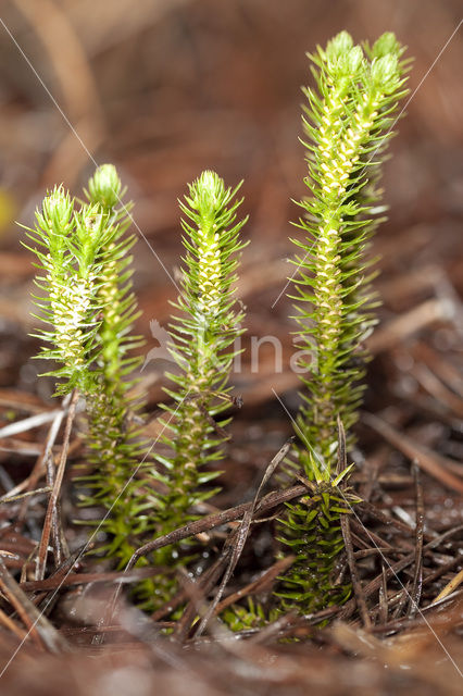 Fir Clubmoss (Huperzia selago)