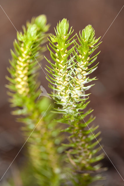 Fir Clubmoss (Huperzia selago)