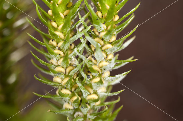 Fir Clubmoss (Huperzia selago)