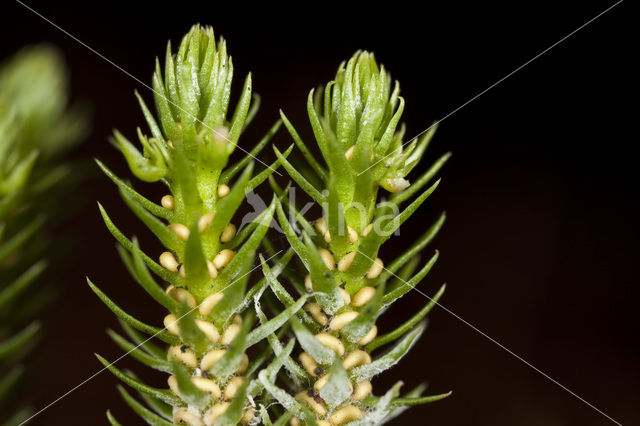 Fir Clubmoss (Huperzia selago)