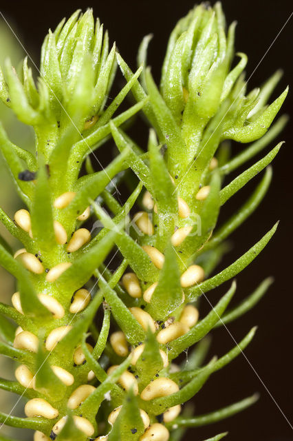 Fir Clubmoss (Huperzia selago)