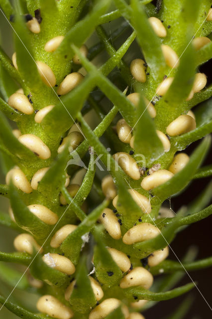 Fir Clubmoss (Huperzia selago)