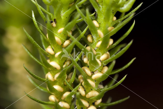 Fir Clubmoss (Huperzia selago)