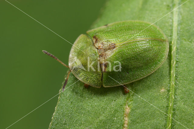 Thistle Tortoise Beetle (Cassida rubiginosa)