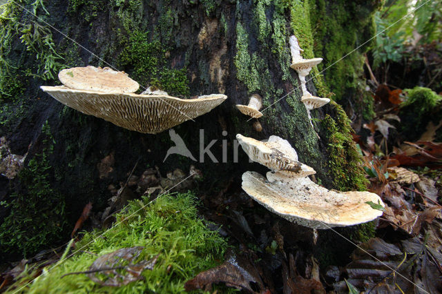 Oak Mazegill (Daedalea quercina)