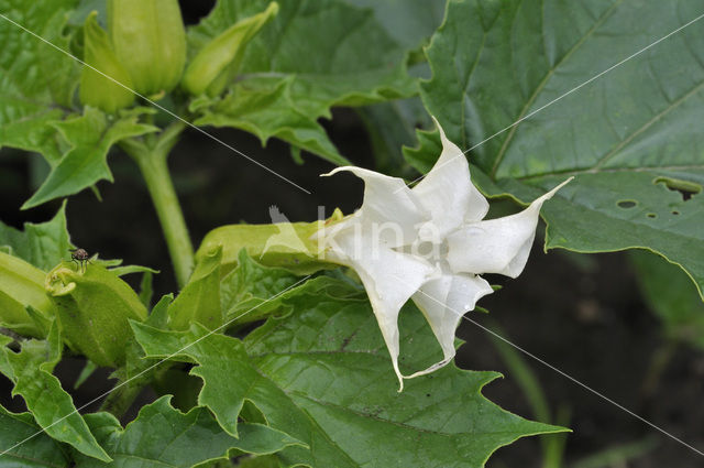 Doornappel (Datura stramonium)