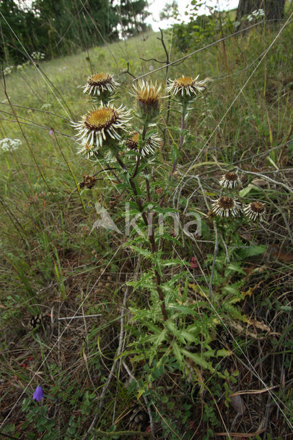 Carline Thistle (Carlina vulgaris)