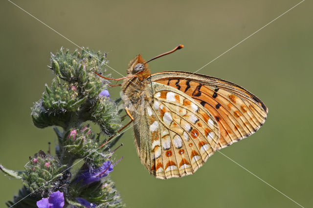 Niobe Fritillary (Argynnis niobe)