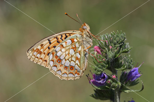 Duinparelmoervlinder (Argynnis niobe)