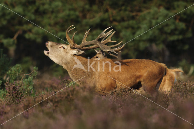 Edelhert (Cervus elaphus)