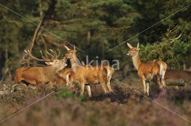 Edelhert (Cervus elaphus)
