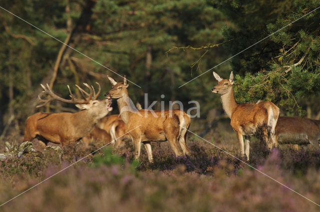 Red Deer (Cervus elaphus)