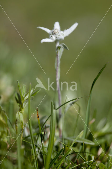 Edelweiss (Leontopodium alpinum)