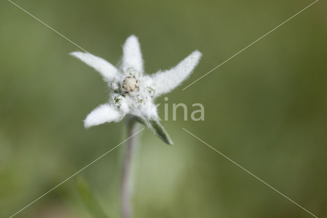 Edelweiss (Leontopodium alpinum)