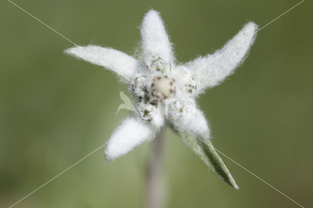 Edelweiss (Leontopodium alpinum)