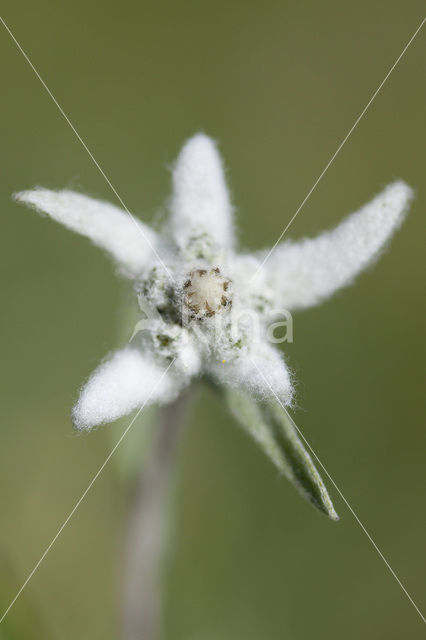 Edelweiss (Leontopodium alpinum)