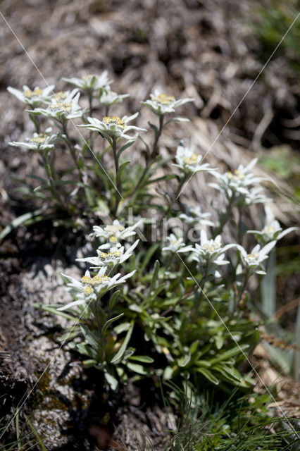 Edelweiss (Leontopodium alpinum)