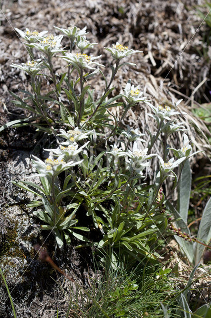 Edelweiss (Leontopodium alpinum)