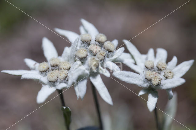 Edelweiss (Leontopodium alpinum)