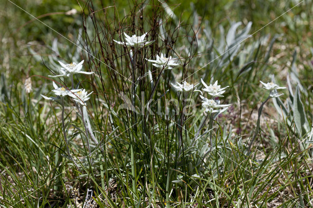 Edelweiss (Leontopodium alpinum)