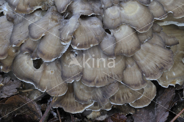 Hen of the woods (Grifola frondosa)