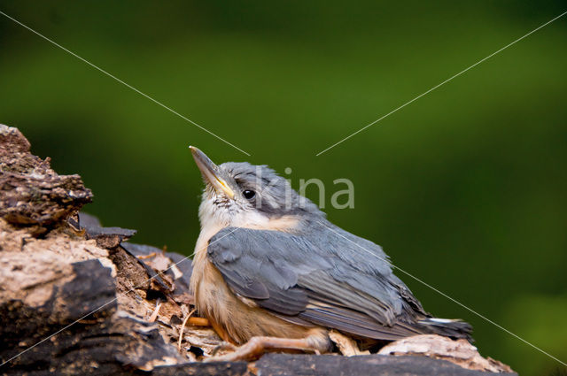 Eurasian Nuthatch (Sitta europaea)