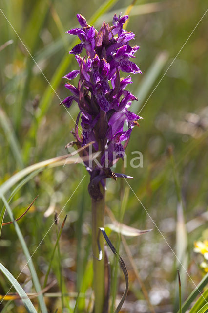 Flecked Marsh-orchid