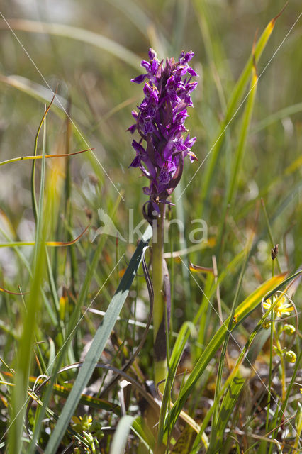 Flecked Marsh-orchid