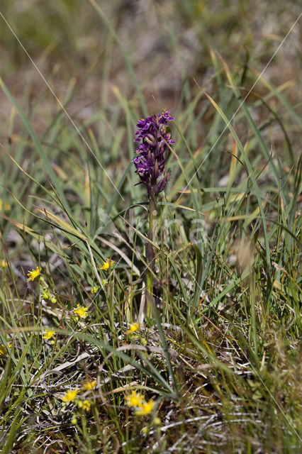 Flecked Marsh-orchid