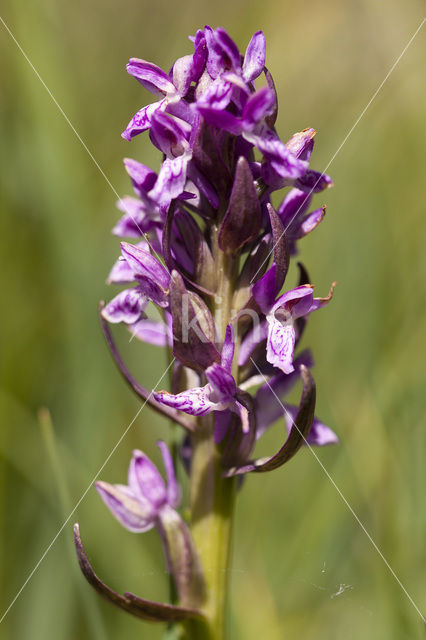 Flecked Marsh-orchid