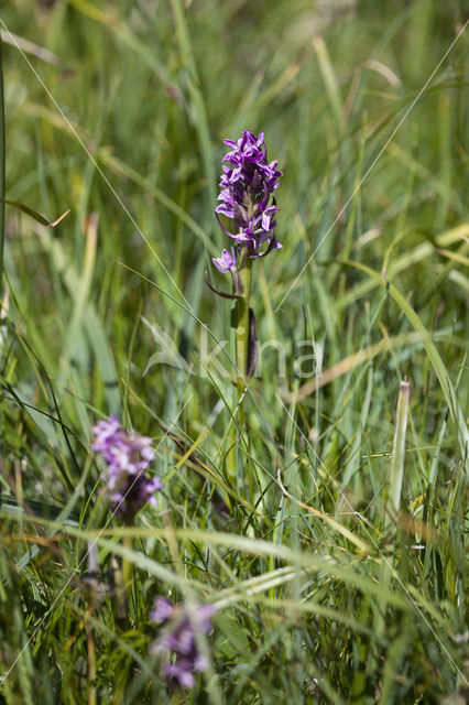 Flecked Marsh-orchid