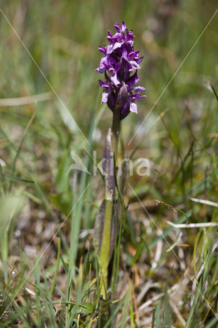 Flecked Marsh-orchid