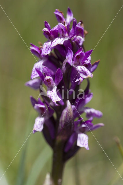 Flecked Marsh-orchid