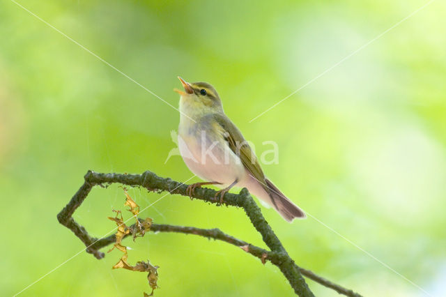 Wood Warbler (Phylloscopus sibilatrix)