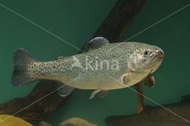 Rainbow Trout (Oncorhynchus mykiss)