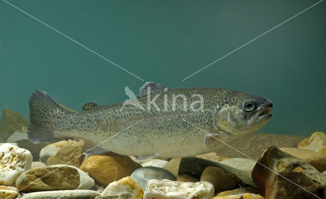 Rainbow Trout (Oncorhynchus mykiss)