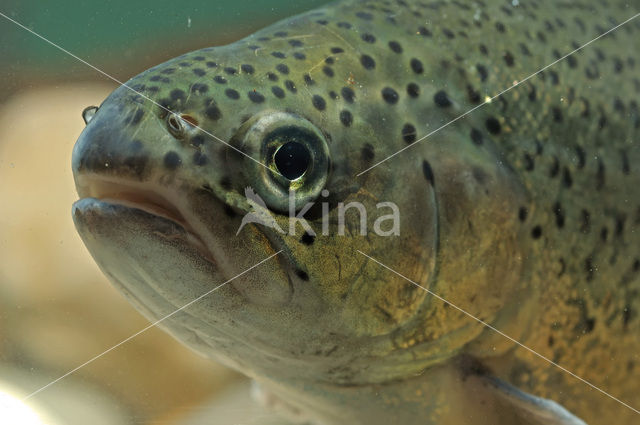 Rainbow Trout (Oncorhynchus mykiss)