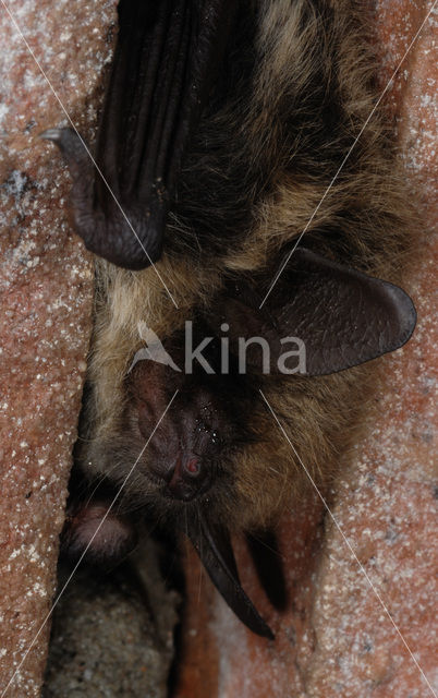 Franjestaart (Myotis nattereri)