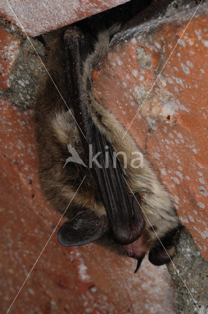 Franjestaart (Myotis nattereri)