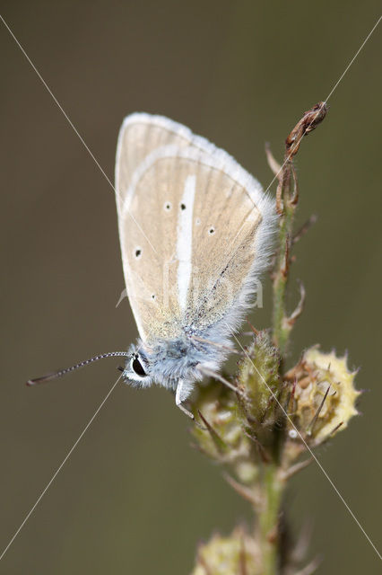 Furry Blue (Agrodiaetus dolus)