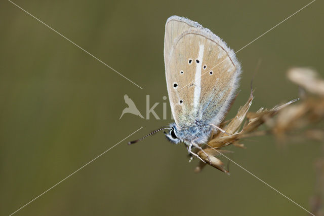 Furry Blue (Agrodiaetus dolus)